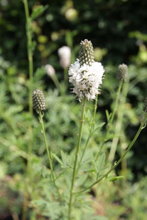 Petalostemon candidum (syn. Dalea candida)