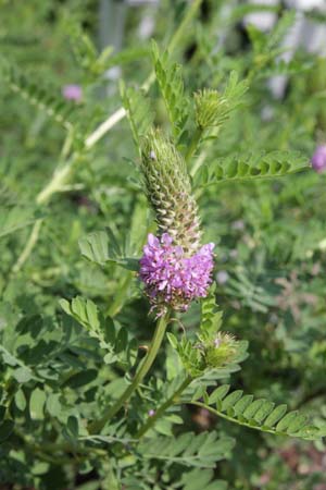 PETALOSTEMON foliosum (syn. Dalea foliosa)