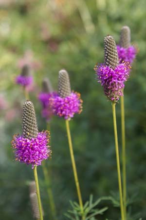PETALOSTEMON purpureum 'Stephanie'