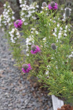Petalostemon purpureum 'Stephanie'