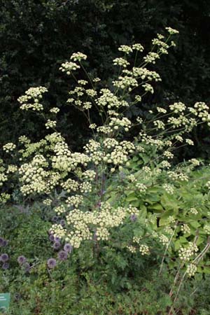 Peucedanum alsaticum