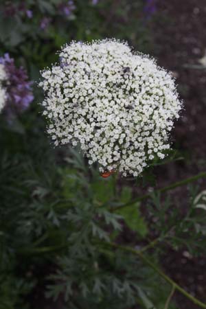 Peucedanum alsaticum
