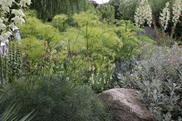 PEUCEDANUM officinale