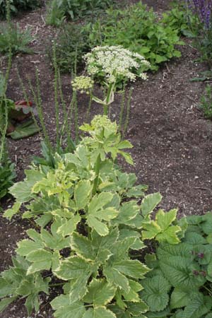 Peucedanum ostruthium 'Daphnis'
