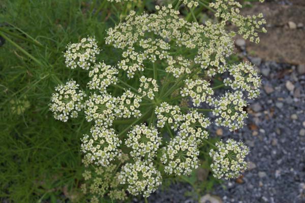 Peucedanum