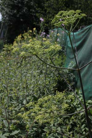 Peucedanum verticillare