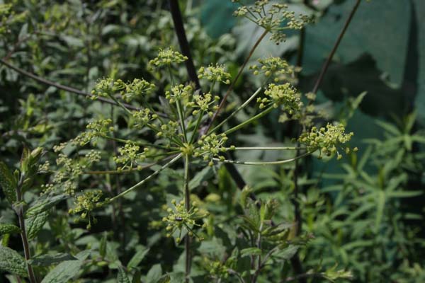 Peucedanum verticillare