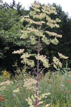 Peucedanum verticillare
