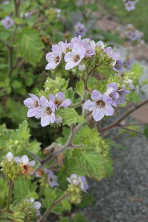 PHACELIA bolanderi