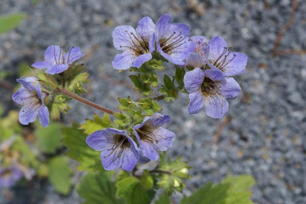Phacelia bolanderi