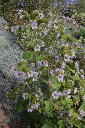Phacelia bolanderi
