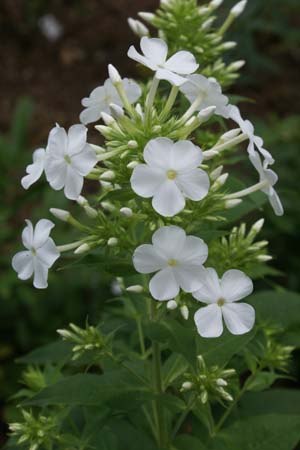 PHLOX amplifolia 'Weisse Wolke'
