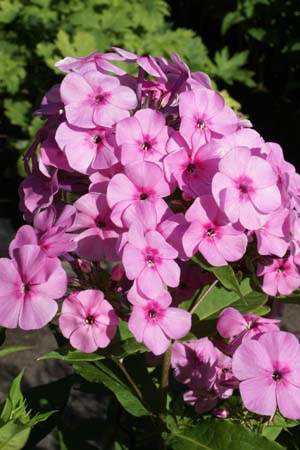 Phlox amplifolia 'Minnehaha'