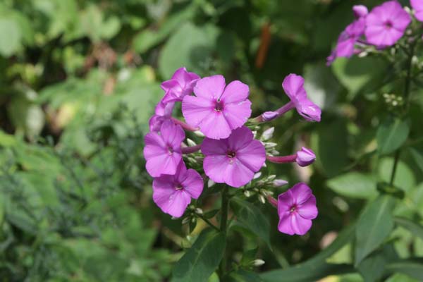 PHLOX amplifolia 'Kurpel'
