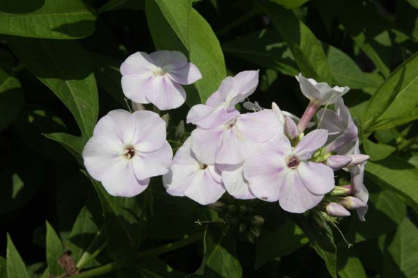 Phlox amplifolia wildvorm (Smokey Mts.)