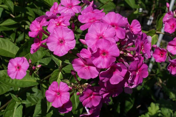 Phlox amplifolia 'Winnetou'