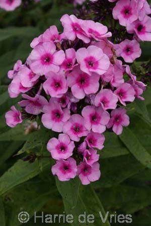 PHLOX x arendsii 'Baby Face'