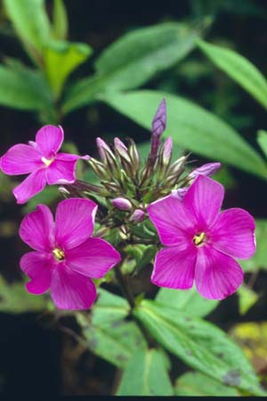 PHLOX arendsii 'Anja'