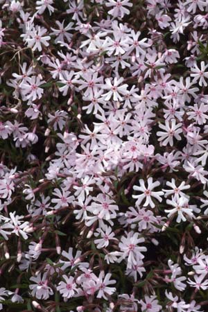 PHLOX bifida 'Pettycoat'