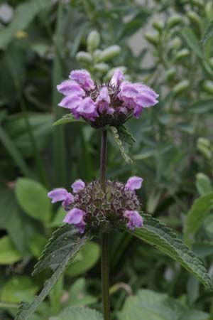 PHLOMIS bracteata