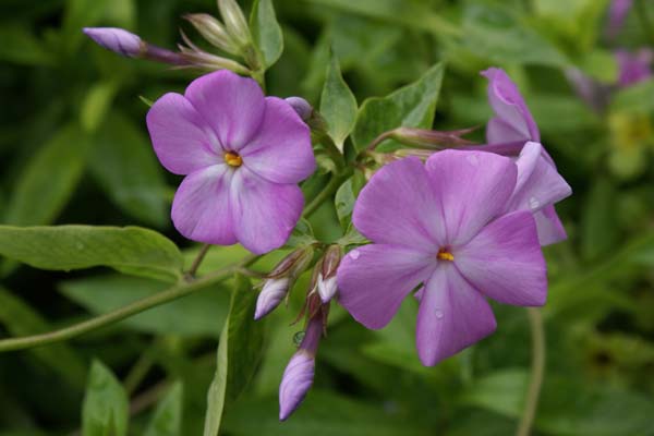 PHLOX buckleyi