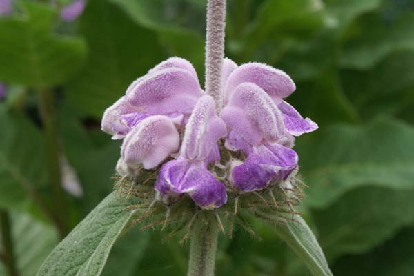 PHLOMIS cashmeriana