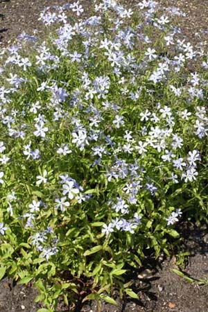 Phlox divaricata 'Blue Dreams'
