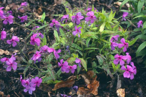 PHLOX divaricata 'Eco Texas Purple'