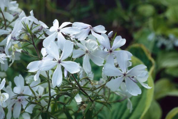 PHLOX divaricata 'May Breeze'