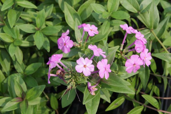 Phlox floridana