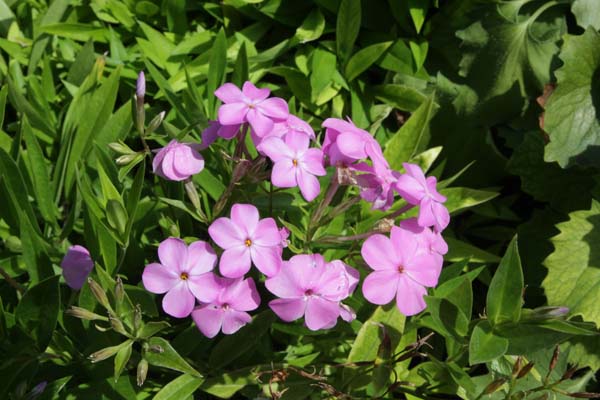 Phlox 'Forever Pink'