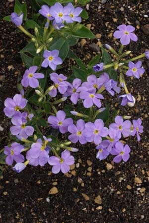 Phlox idahonis