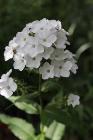 PHLOX paniculata 'Margarete Duisberg'