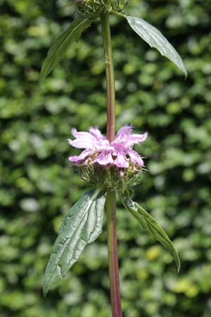 PHLOMIS maximowiczii (ex Herrm.hof)