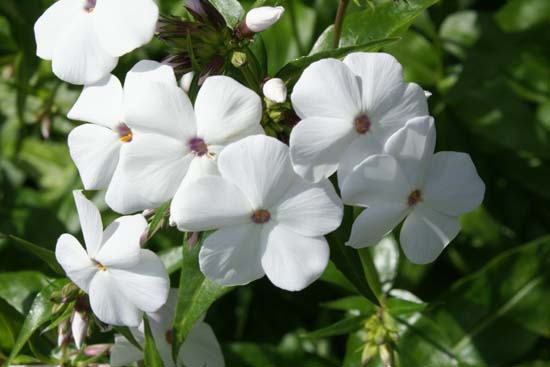 PHLOX 'Minnie Pearl'