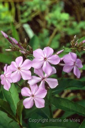 Phlox paniculata