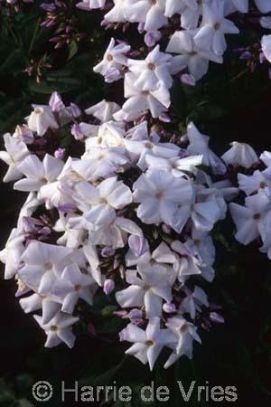 PHLOX paniculata 'Blue Ice'