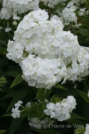 PHLOX paniculata 'David'