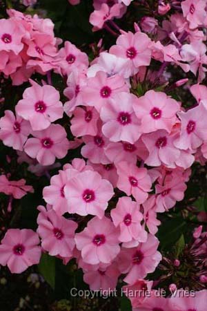 Phlox paniculata 'Flamingo'