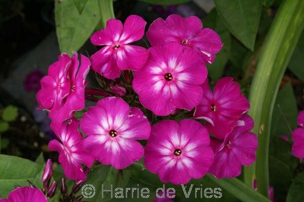 PHLOX paniculata 'Hannah'