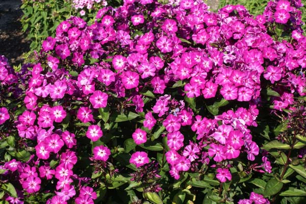 Phlox paniculata 'Hannah'