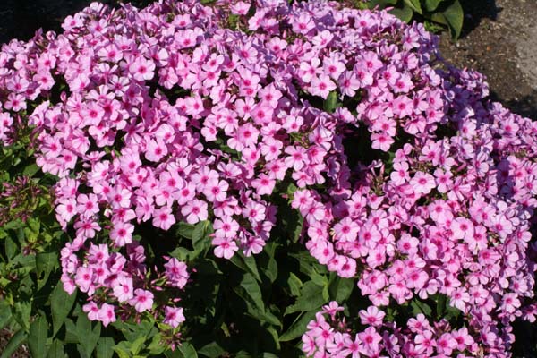 PHLOX paniculata 'Inta'