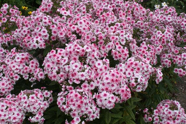 Phlox paniculata 'Kirmesländler'