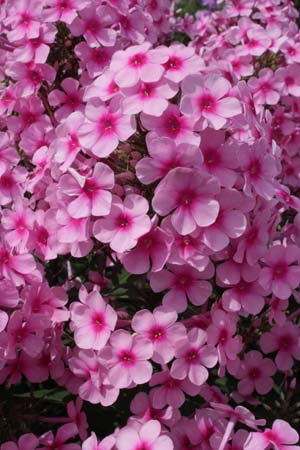 Phlox paniculata 'Miss Pepper'