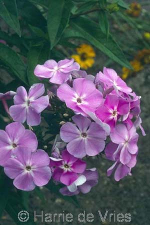 PHLOX paniculata 'Katherine'