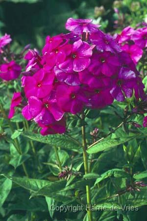 PHLOX paniculata 'Le Mahdi'