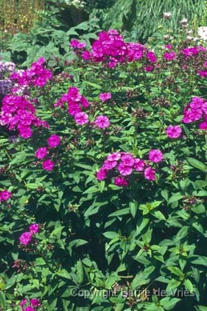 Phlox paniculata 'Le Mahdi'