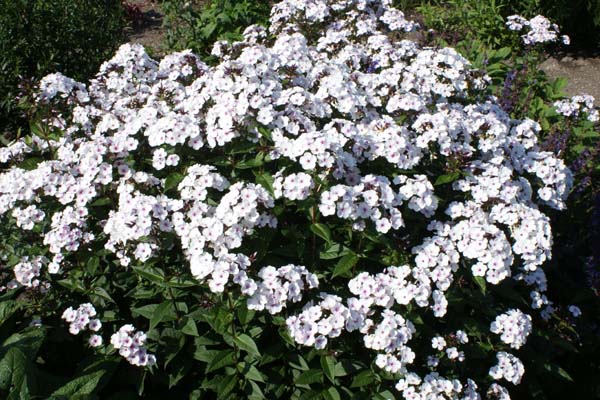 Phlox paniculata 'Little Sara'
