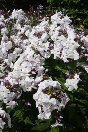 Phlox paniculata 'Blue Ice'