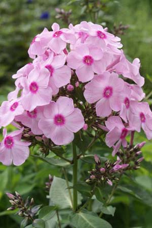 PHLOX paniculata 'Spätsommer'